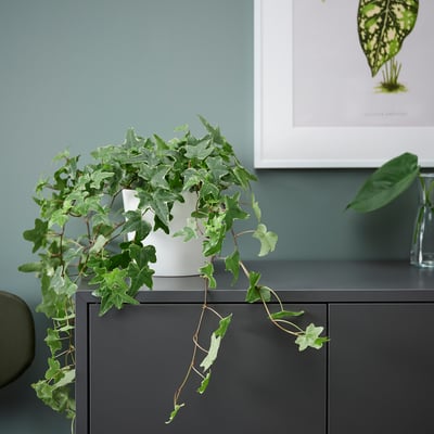 Vergossener HEDERA HELIX, der über einen dunklen Schrank kaskadiert.