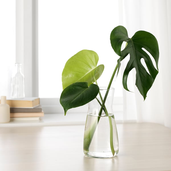 Vase mit grünen Blättern, die auf dem Tisch in der Nähe von Büchern und Fenster aufgestellt wurde.