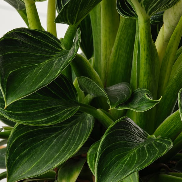 Nahaufnahme von üppigen, lebendigen PHILODENDRON-Blättern, die detaillierte grüne Muster und gesundes Wachstum zeigen.