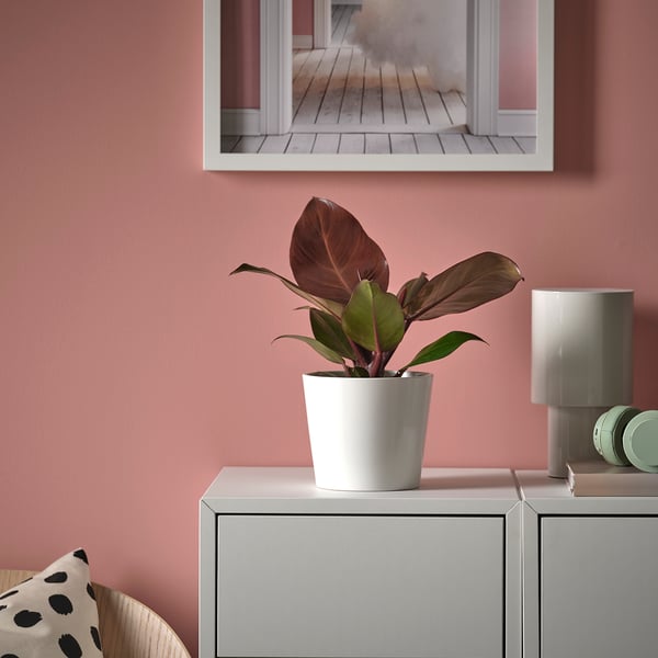 Kleiner Topf-PHILODENDRON auf einem Schrank, der einem rosa Raum Grün verleiht, mit einem Spiegel darüber und einem Kissen mit Leopardenmuster in der Nähe.