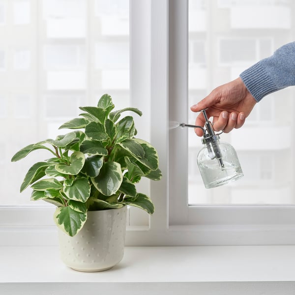 Handsprays Pflanze mit Zerstäuber in der Nähe des Fensters.