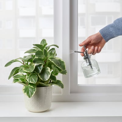 Handsprays Pflanze mit Zerstäuber in der Nähe des Fensters.