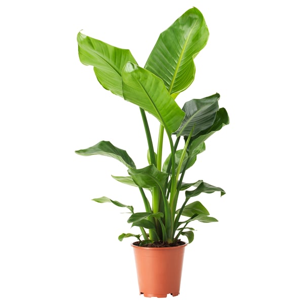 STRELITZIA-Pflanze im roten Topf.
