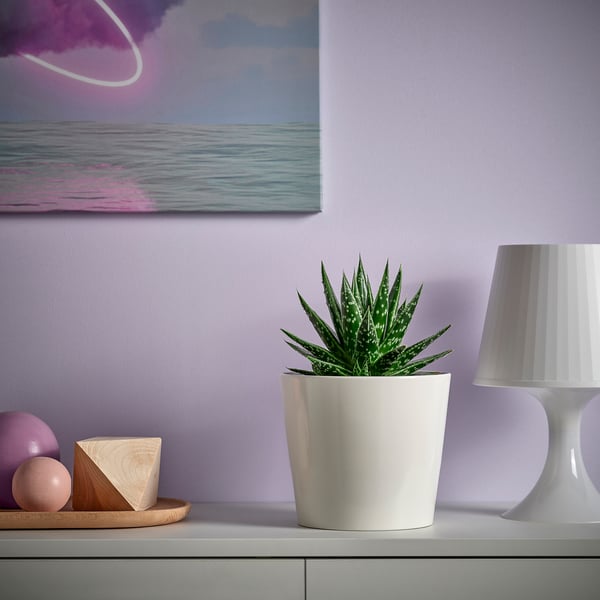 Kleine Topf-SUKKULENTE aus weißer Keramik passt perfekt auf ein Regal mit Lampe.