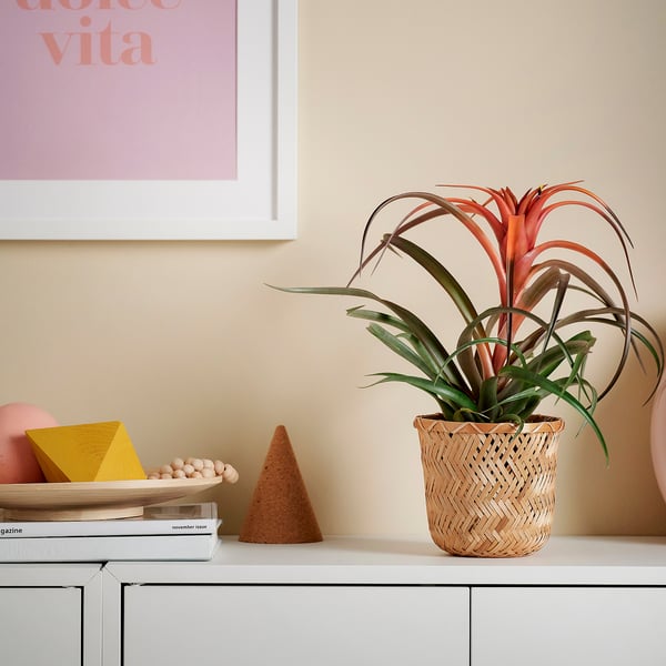 Nikita TILLANDSIA Pflanze mit roten Blättern und Büchern.