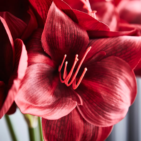 Leuchtend rote Amaryllisblüten, leuchtende Blütenblätter, zentrale weiße Staubblätter.