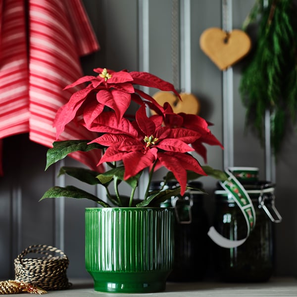 Leuchtend roter Weihnachtsstern in grün gestreiftem Steinzeugtopf, festliche Wohnkultur.