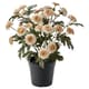 Artificial plants & flowers