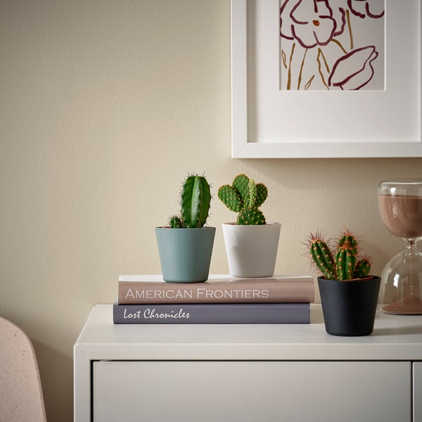 Small cacti in green, white, and black pots atop books and side table near wall art.