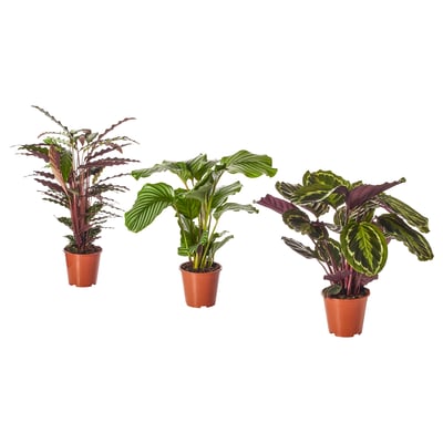 Three potted CALATHEA plants, each with distinctive purple and green leaves, displayed side by side in brown plastic pots.