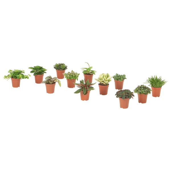 Collection of potted green plants in brown pots.