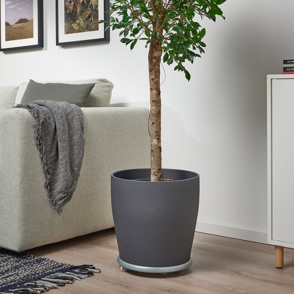 Green plant by white couch