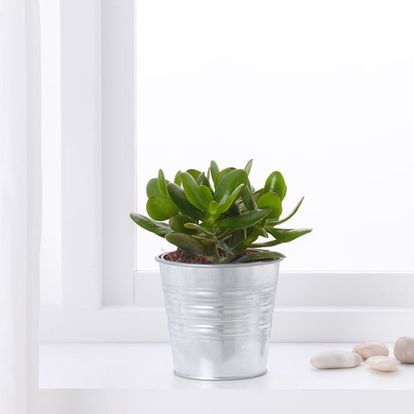 A potted SUCCULENT plant sits by a window in a galvanised container, easy to care for and tolerate dry conditions.