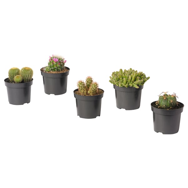 Five potted cacti in black pots against a white background. Different varieties, all green, with various shapes and textures. Spines visible on some.