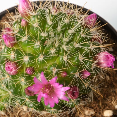 Bright pink blooms on a healthy, green cactus with sharp spines, potted in black plastic.