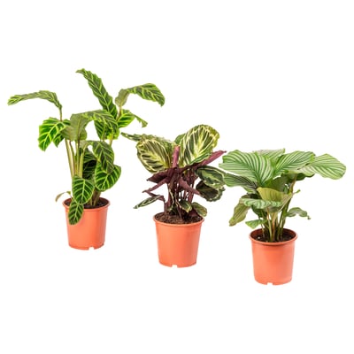 Three vibrant green plants in orange pots, arranged side by side, each with distinct leaf patterns. Perfect for home decoration.