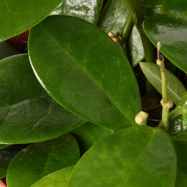 Large vibrant green leaves, fresh and healthy, with dew droplets.