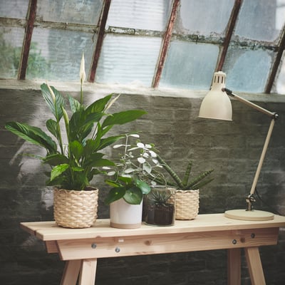 Wooden desk by window with various potted plants and a lamp.
