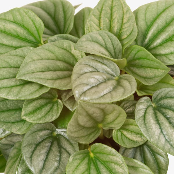 Healthy PEPEROMIA leaves in vibrant green with distinct veins.