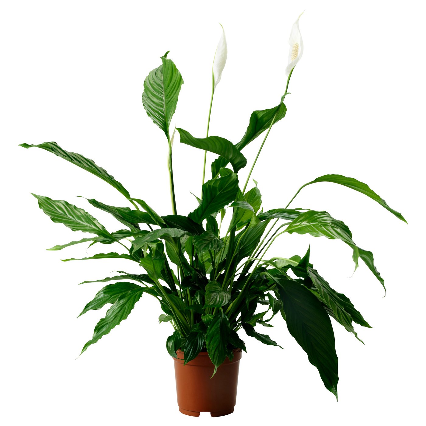 Potted SPATHIPHYLLUM with green leaves and white flowers.