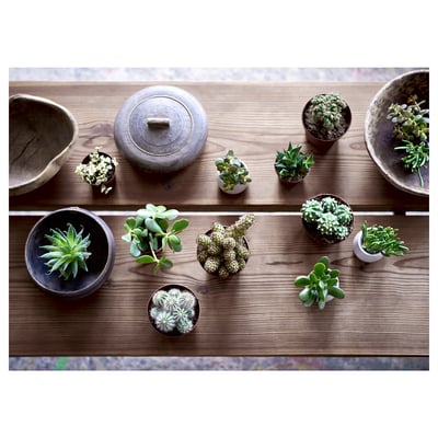 Wooden shelf with assorted potted SUCCULENTs, in various small pots, simple and rustic decor.