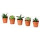 Desk plants