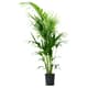 Floor plants