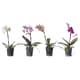 Flowering plants
