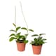 Hanging & climbing plants