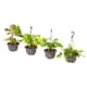 Plants