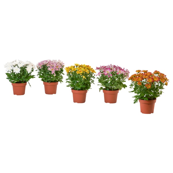 Six potted CHRYSANTHEMUMs in various colours arranged in a row, each in brown pots, against a white background.