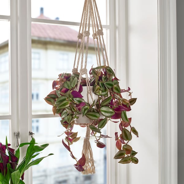 Hanging TRADESCANTIA plant with purple leaves in macrame. Small, by window, bright colours.