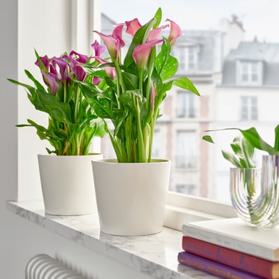 Two ZANTEDESCHIA plants in white pots sit on a marble shelf by a window, larger than nearby books.