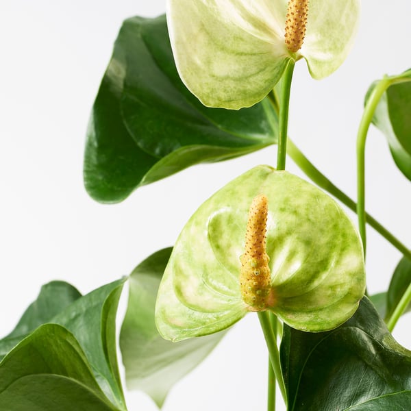 Des fleurs d’ANTHURIUM d’un vert luxuriant, vibrantes et saines, sur un fond blanc éclatant.