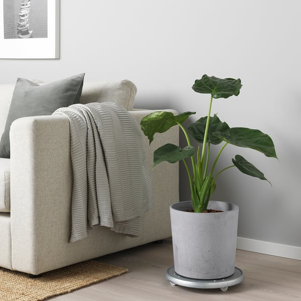 Salon moderne avec canapé beige, accents gris et plante verte.