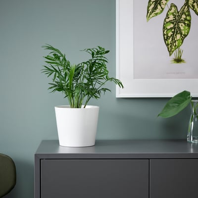 Plante CHAMAEDOREA ELEGANS en pot blanc sur un meuble. Le pot est cylindrique et en plastique. La plante est de taille moyenne parmi d’autres objets.