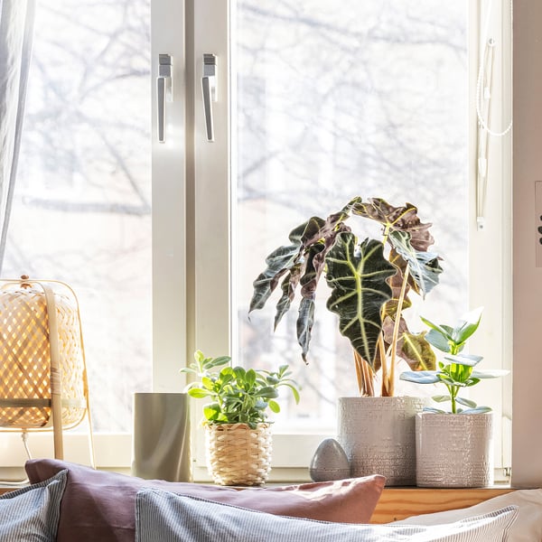 Trois plantes en pot sur le rebord de la fenêtre - deux vertes, une grande blanche, design minimaliste.