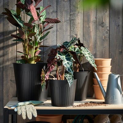 Plantes en pot dans des pots en acier noir avec des feuilles vertes, des gants et un arrosoir sur une étagère en bois, derrière des pots en terre cuite.