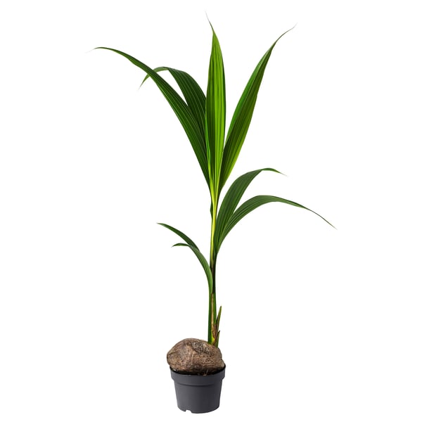 Cocotier vert en pot