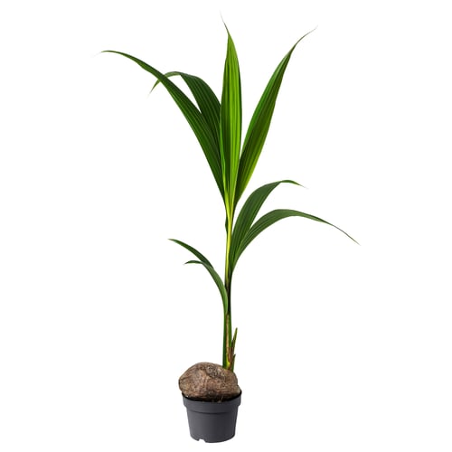 Cocotier vert en pot