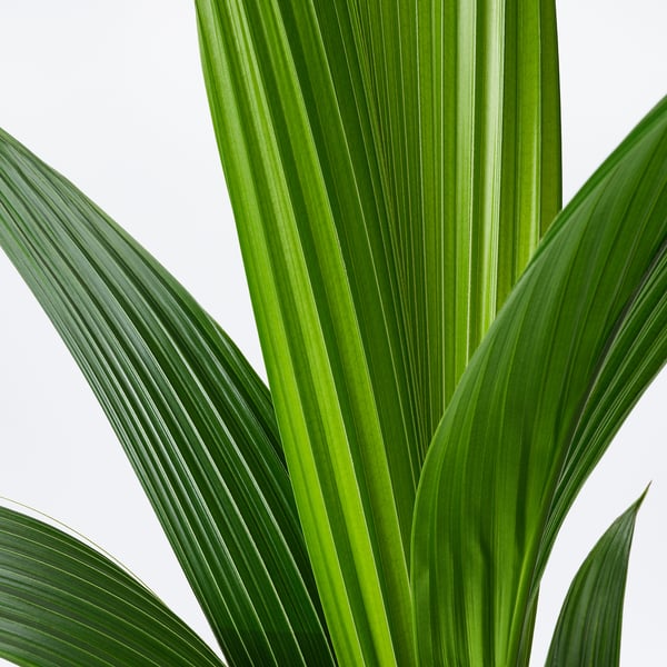 Des feuilles de plantes d’un vert éclatant, saines et bien soignées, s’affichent sur un fond blanc éclatant.