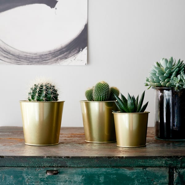 Trois pots de fleurs en acier de couleur laiton avec des cactus sur une étagère en bois.