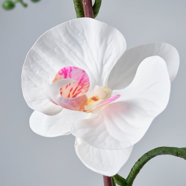 FEJKA Plante artificielle, orchidée blanc, 12 cm