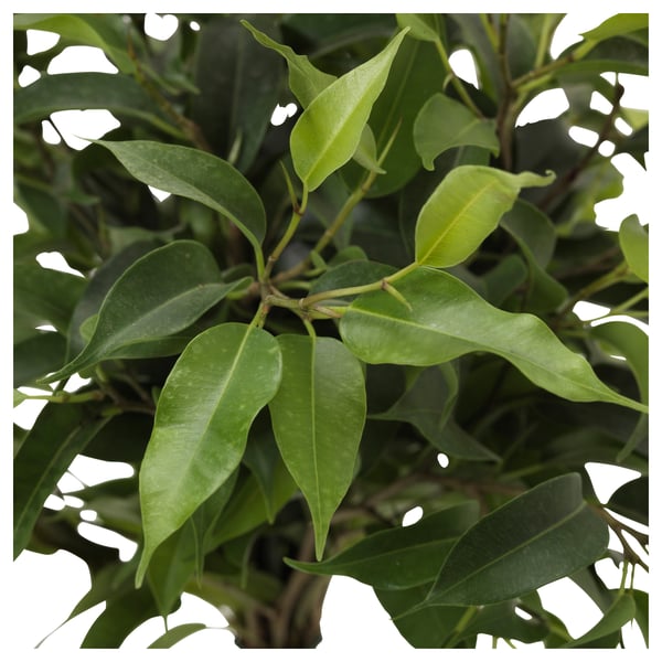 Plante FICUS à feuilles vertes vibrantes. Feuillage luxuriant, look frais, design naturel.