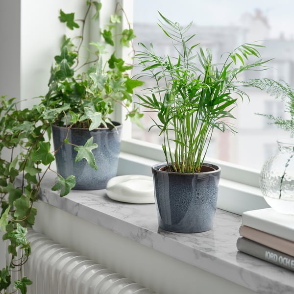 Plantes en pot sur le rebord de la fenêtre, pots bleu mer avec de la verdure, livre, objet blanc.