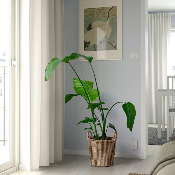 Une grande plante verte dans un panier tressé se trouve sous une photo encadrée, entre des rideaux blancs et un lit, ajoutant de la vie au coin d’une pièce.