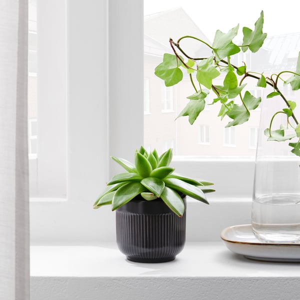Petite succulente en pot sur un rebord de fenêtre, entourée d’un décor minimaliste.