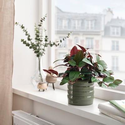 HASSELBUKETT Cache-pot, intérieur/extérieur/vert, 9 cm