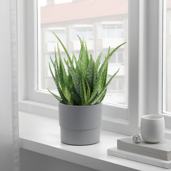 Rebord de fenêtre avec plante d’aloès, tasse et livres.