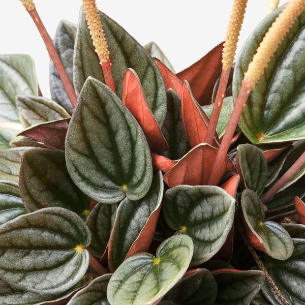 Feuilles vert foncé avec des tiges rouges, plante d’intérieur saine.